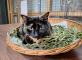 Un chat béni entre tous  Résidence Les Jardins de Thalassa Valette-du-Var